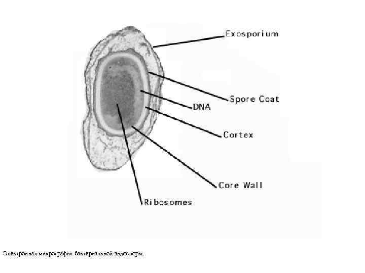 Электронная микрография бактериальной эндоспоры. 