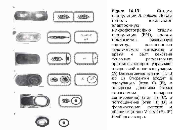 Figure 14. 13 Cтадии споруляции B. subtilis. Левая панель показывает электронную микрофотографию стадии споруляции