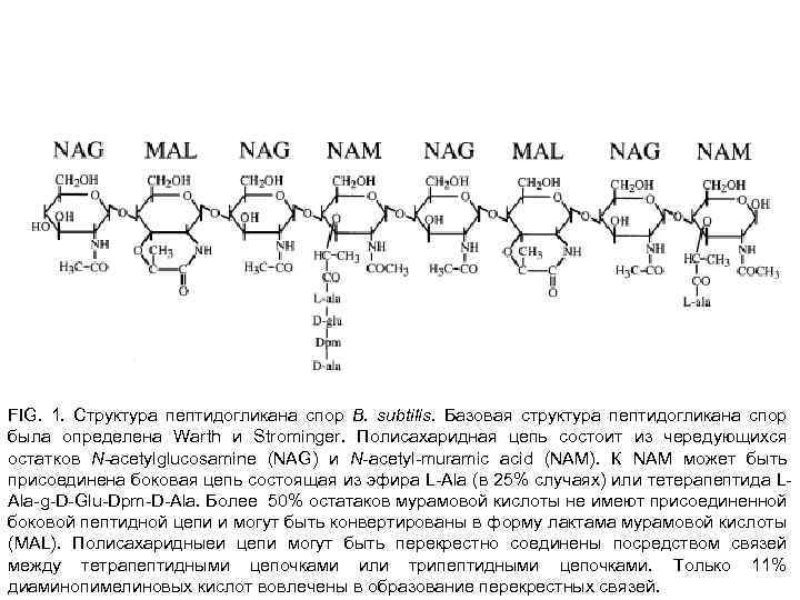 FIG. 1. Cтруктура пептидогликана спор B. subtilis. Базовая структура пептидогликана спор была определена Warth