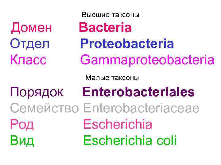 Высшие таксоны Домен Вacteria Отдел Proteobacteria Класс Gammaproteobacteria Малые таксоны Порядок Enterobacteriales Семейство Enterobacteriaceae