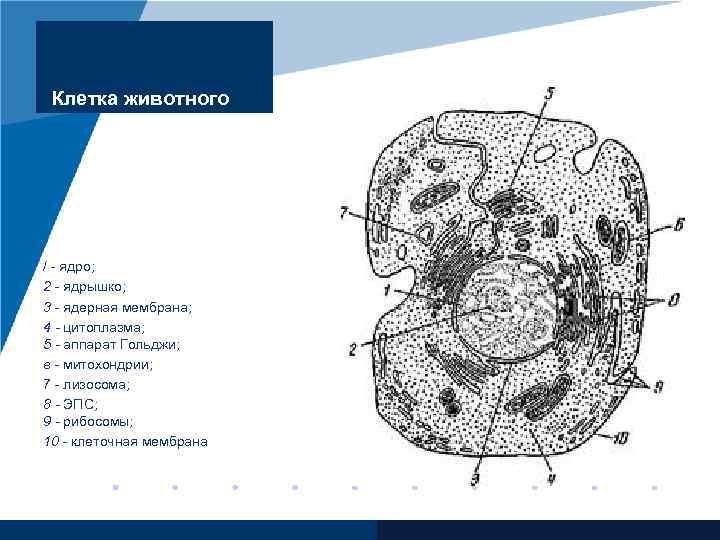 Соотнесите объекты с их обозначениями на рисунке ядрышко митохондрия ядерная пора