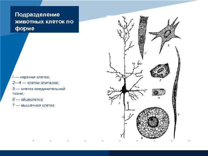 Форма нервной клетки. Формы животных клеток. Нервная клетка форма клетки. Нервная клетка сходство и различие. Сходства и различия нервной ткани.