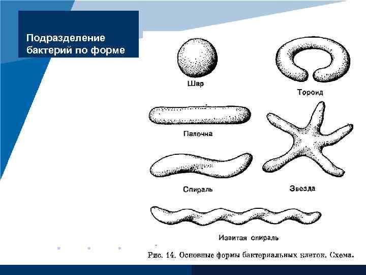 Формы бактерий картинки с подписями