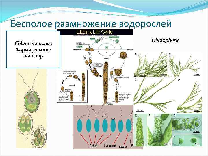 Значение размножения водорослей. Способы размножения водорослей 6 класс. Вегетативное размножение водорослей.