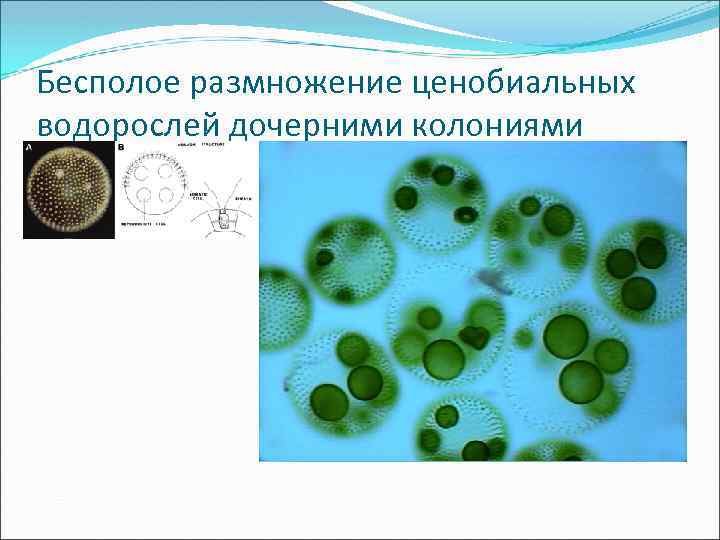 Бесполое размножение ценобиальных водорослей дочерними колониями М 