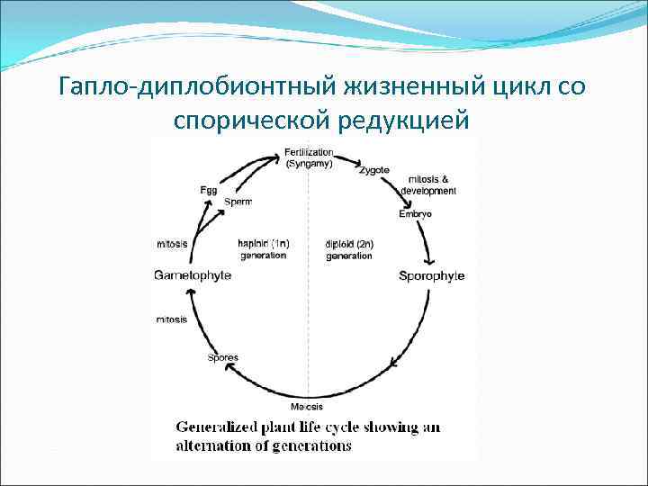Гапло-диплобионтный жизненный цикл со спорической редукцией 