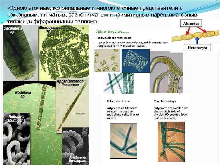 Коккоидный тип таллома. Нитчатый Тип таллома. Трихальный таллом. Тканевый Тип таллома. Одноклеточные, нитчатые,многоклеточные.