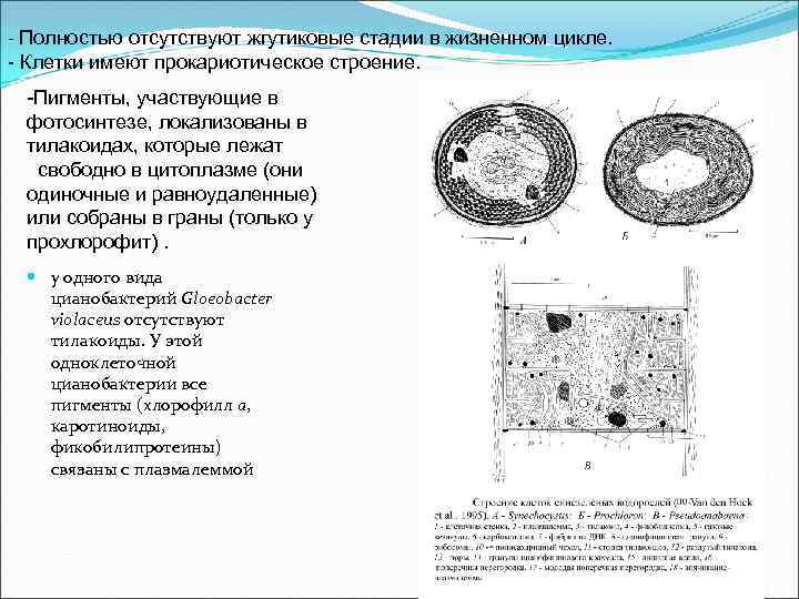 - Полностью отсутствуют жгутиковые стадии в жизненном цикле. - Клетки имеют прокариотическое строение. -Пигменты,