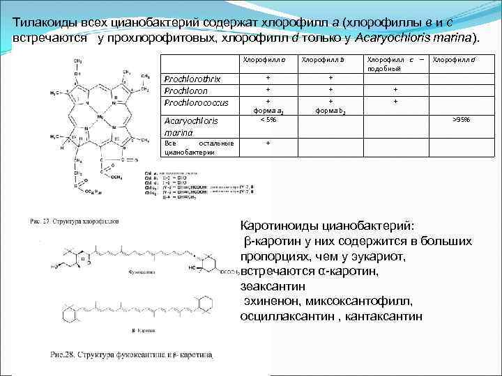 Тилакоиды всех цианобактерий содержат хлорофилл а (хлорофиллы в и с встречаются у прохлорофитовых, хлорофилл