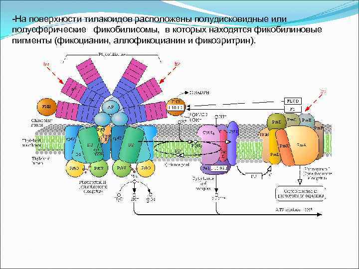 Фермент тилакоида. Фикобилисомы цианобактерий. Фикобилисома строение. Фикоэритрин и фикоцианин. Фикобилисомы в бактериальной клетке.
