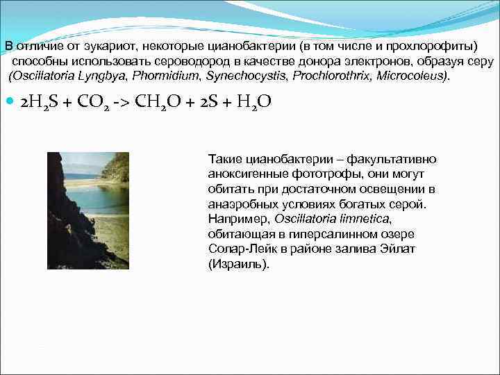 В отличие от эукариот, некоторые цианобактерии (в том числе и прохлорофиты) способны использовать сероводород