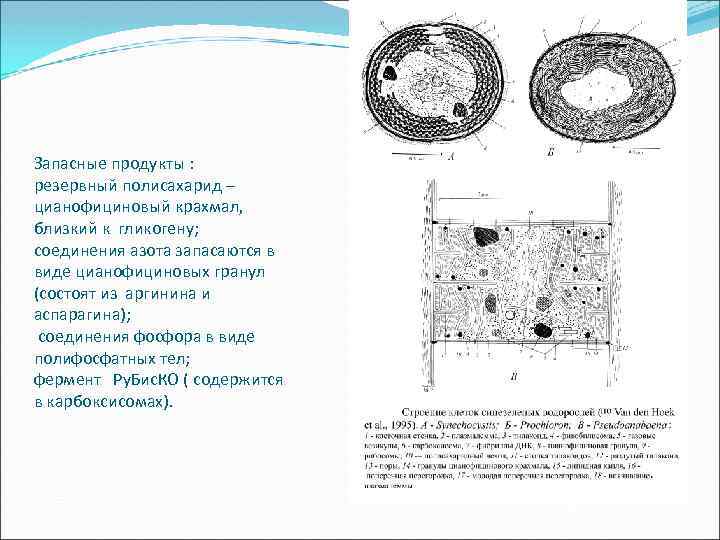 Запасные продукты : резервный полисахарид – цианофициновый крахмал, близкий к гликогену; соединения азота запасаются