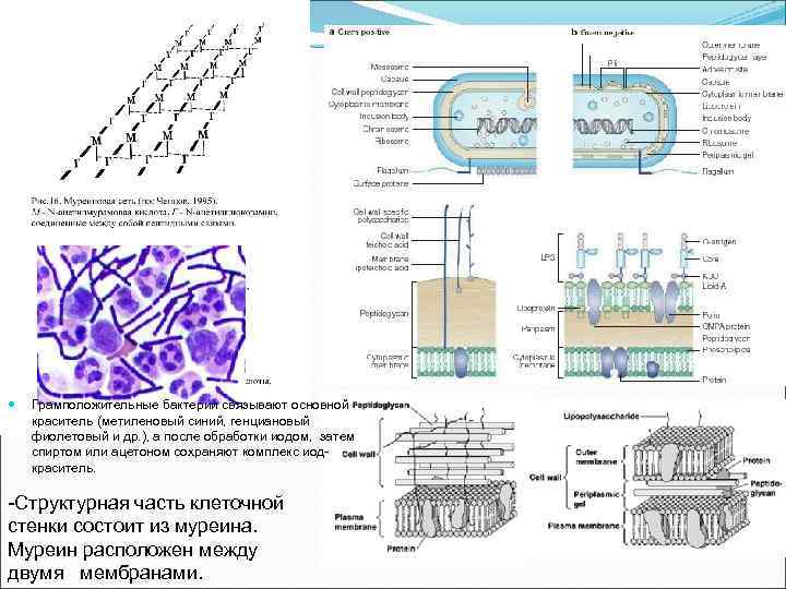  Грамположительные бактерии связывают основной краситель (метиленовый синий, генциановый фиолетовый и др. ), а