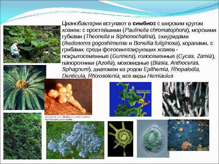 Цианобактерии вступают в симбиоз с широким кругом хозяев: с простейшими (Paulinella chromatophora), морскими губками
