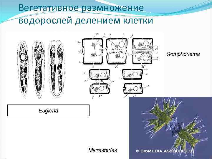 Вегетативное размножение водорослей делением клетки Go Gomphonema Euglena Micrasterias 