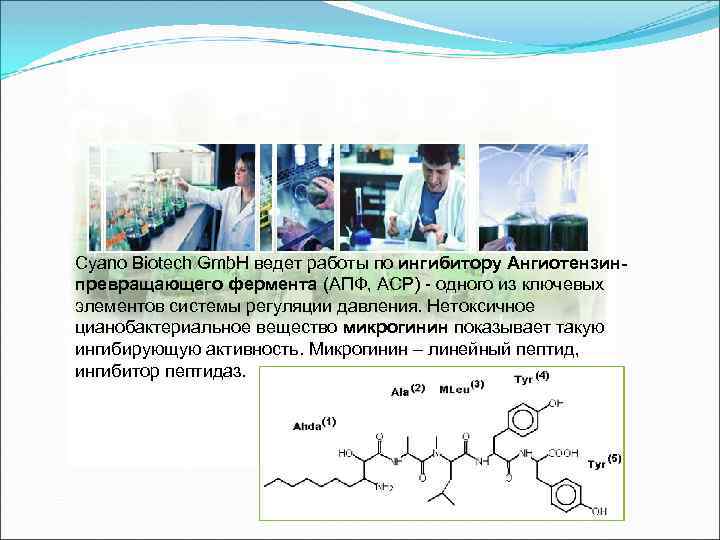 Cyano Biotech Gmb. H ведет работы по ингибитору Ангиотензинпревращающего фермента (АПФ, ACP) - одного