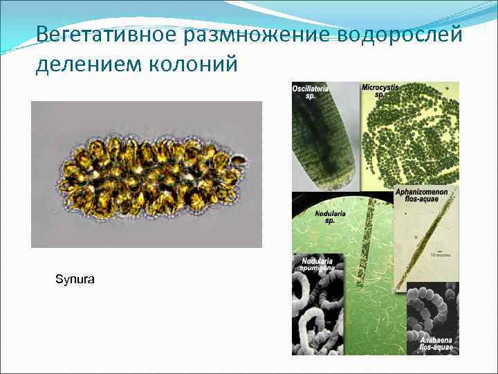 Вегетативное размножение водорослей делением колоний Synura 