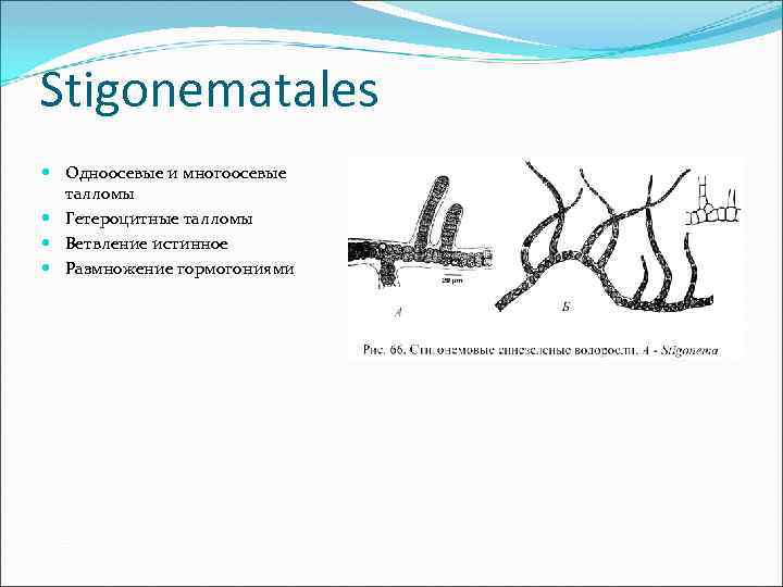 Stigonematales Одноосевые и многоосевые талломы Гетероцитные талломы Ветвление истинное Размножение гормогониями 