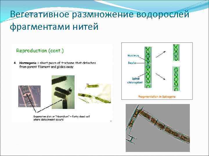 Вегетативное размножение водорослей фрагментами нитей 