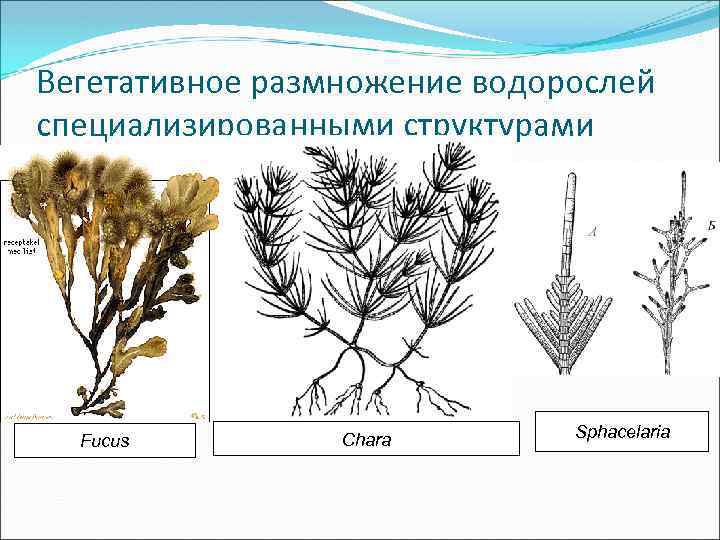 Вегетативное размножение водорослей специализированными структурами Fucus Chara Sphacelaria 