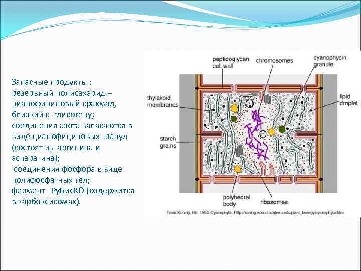 Запасные продукты : резервный полисахарид – цианофициновый крахмал, близкий к гликогену; соединения азота запасаются