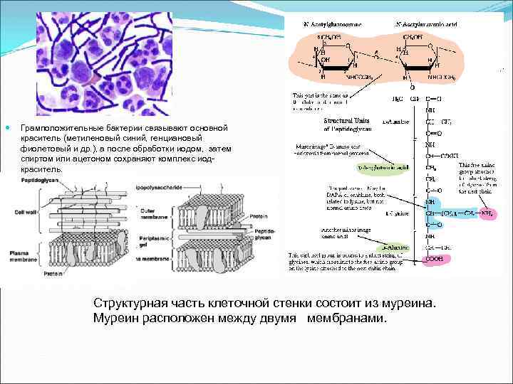  Грамположительные бактерии связывают основной краситель (метиленовый синий, генциановый фиолетовый и др. ), а