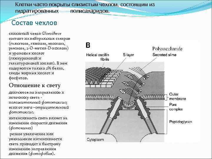 Клетки часто покрыты слизистым чехлом, состоящим из гидратированных полисахаридов. Состав чехлов слизистый чехол Gloeothece