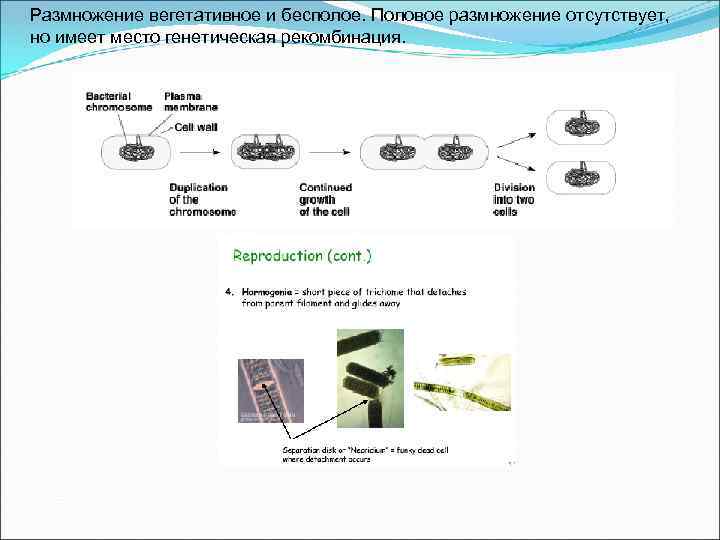 Размножение вегетативное и бесполое. Половое размножение отсутствует, но имеет место генетическая рекомбинация. 