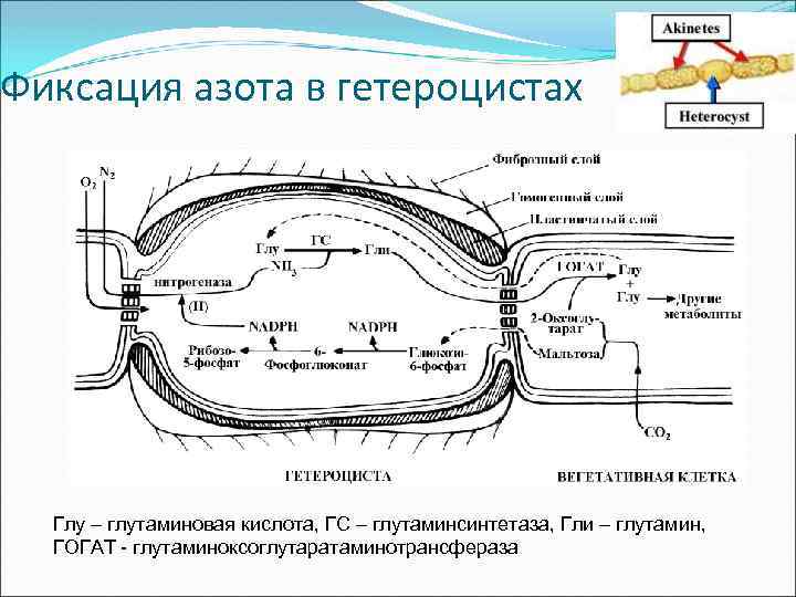 Фиксация азота в гетероцистах Глу – глутаминовая кислота, ГС – глутаминсинтетаза, Гли – глутамин,