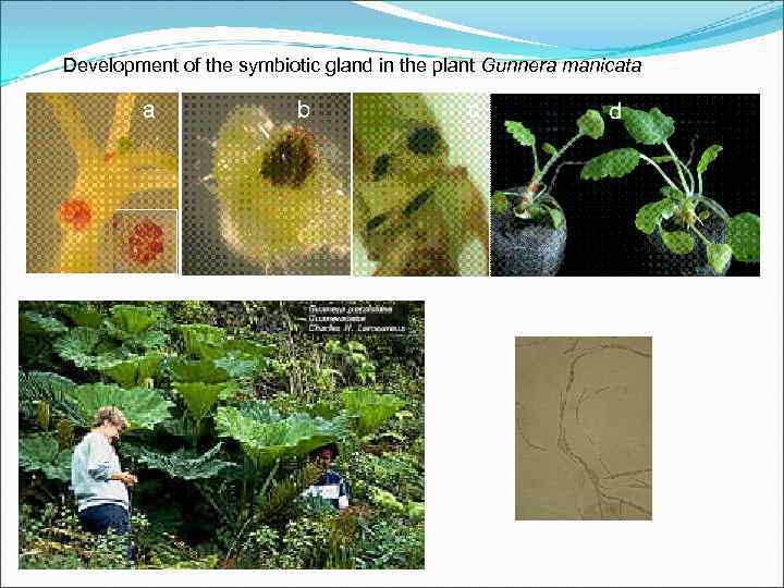 Development of the symbiotic gland in the plant Gunnera manicata 