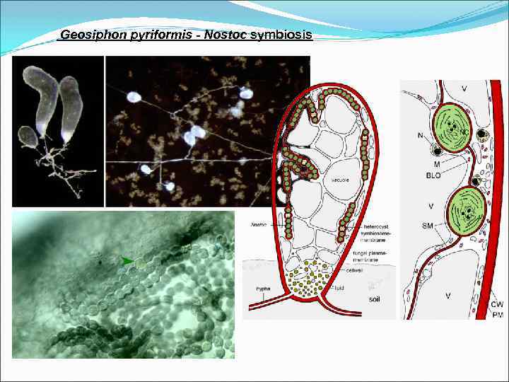 Geosiphon pyriformis - Nostoc symbiosis 