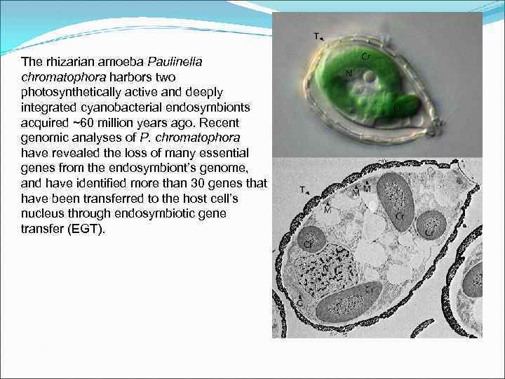 The rhizarian amoeba Paulinella chromatophora harbors two photosynthetically active and deeply integrated cyanobacterial endosymbionts