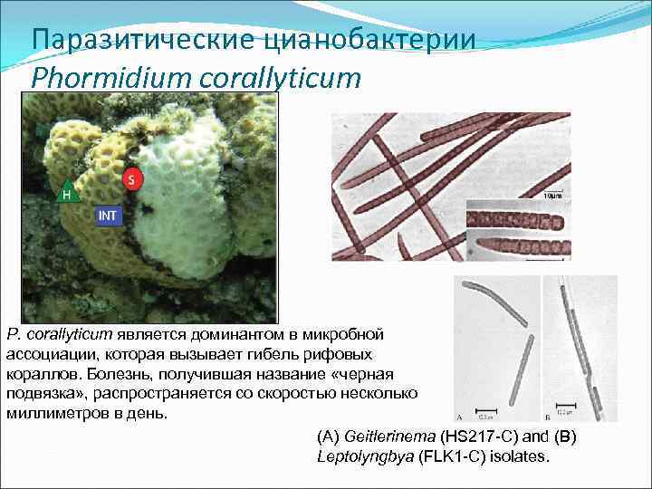 Паразитические цианобактерии Phormidium corallyticum P. corallyticum является доминантом в микробной ассоциации, которая вызывает гибель