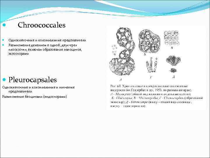  Chroococcales Одноклеточные и колониальные представители Размножение делением в одной, двух-трех плоскостях, включая образование