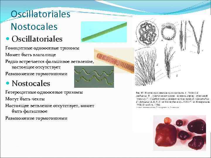 Oscillatoriales Nostocales Oscillatoriales Гомоцитные одноосевые трихомы Может быть влагалище Редко встречается фальшивое ветвление, настоящее