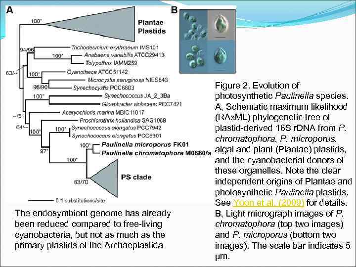 The endosymbiont genome has already been reduced compared to free-living cyanobacteria, but not as