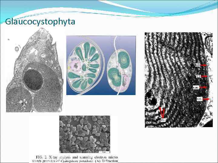 Glaucocystophyta 