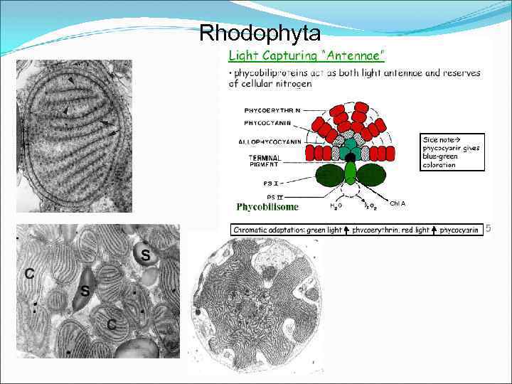 Rhodophyta 