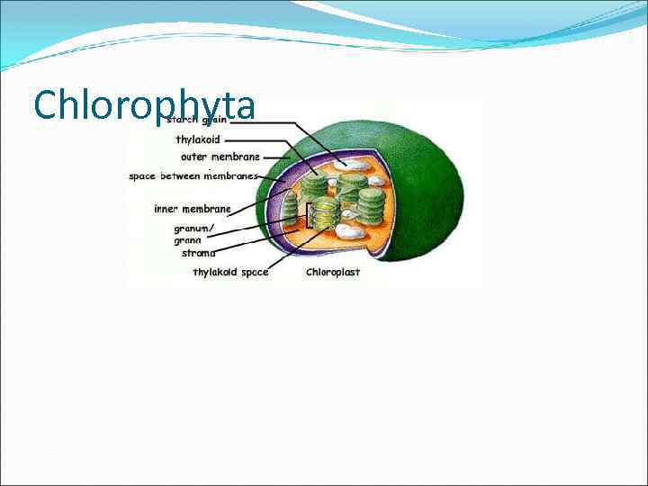 Chlorophyta 