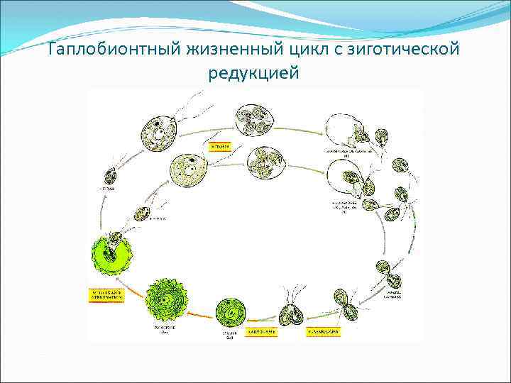 Гаплобионтный жизненный цикл с зиготической редукцией 