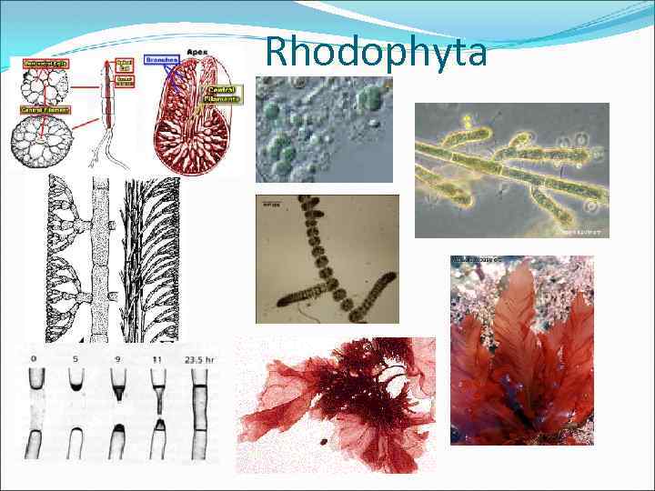 Rhodophyta 