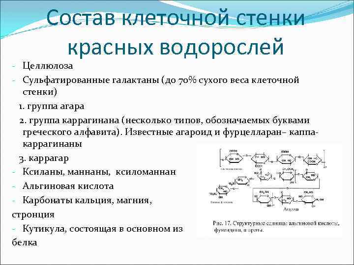 Состав клеточной стенки красных водорослей - Целлюлоза - Сульфатированные галактаны (до 70% сухого веса