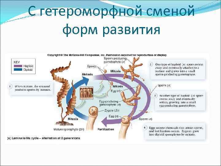 С гетероморфной сменой форм развития 