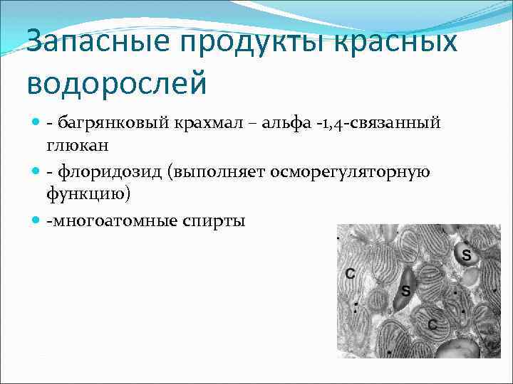 Запасные продукты красных водорослей - багрянковый крахмал – альфа -1, 4 -связанный глюкан -