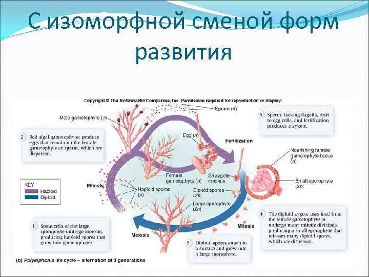 С изоморфной сменой форм развития 