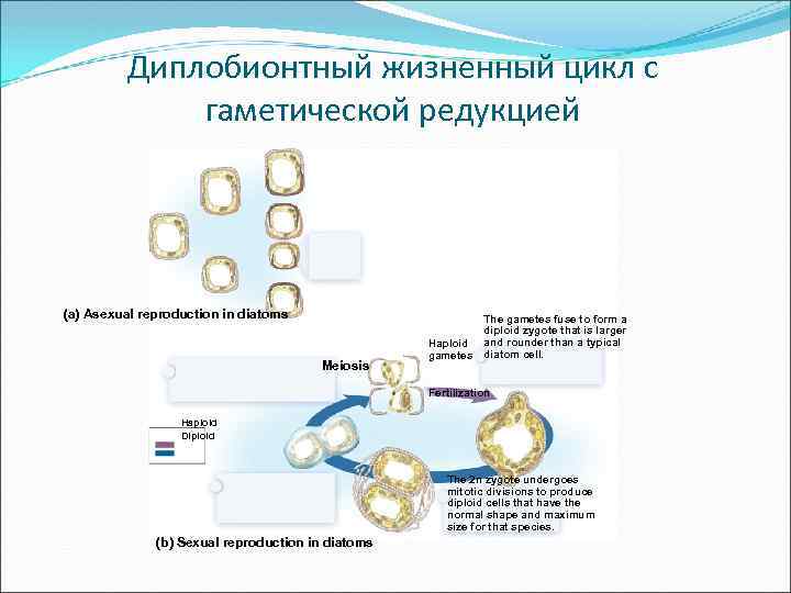 Диплобионтный жизненный цикл с гаметической редукцией (a) Asexual reproduction in diatoms Meiosis Haploid gametes