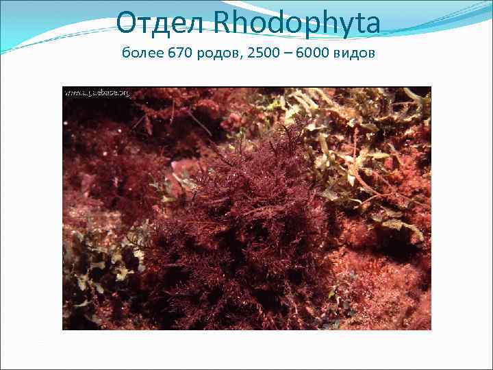 Отдел Rhodophyta более 670 родов, 2500 – 6000 видов 