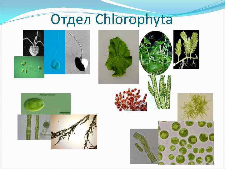 Отдел Chlorophyta 