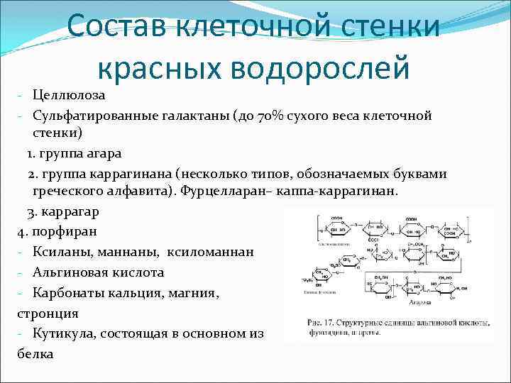 Состав клеточной стенки красных водорослей - Целлюлоза - Сульфатированные галактаны (до 70% сухого веса