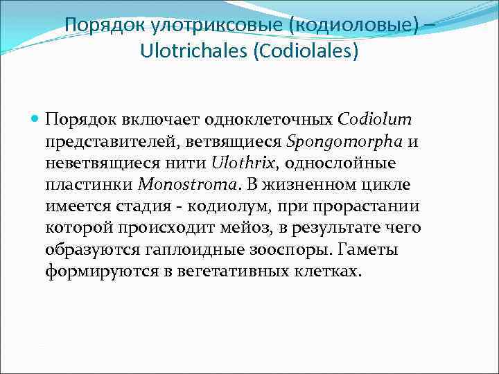 Порядок улотриксовые (кодиоловые) – Ulotrichales (Codiolales) Порядок включает одноклеточных Codiolum представителей, ветвящиеся Spongomorpha и